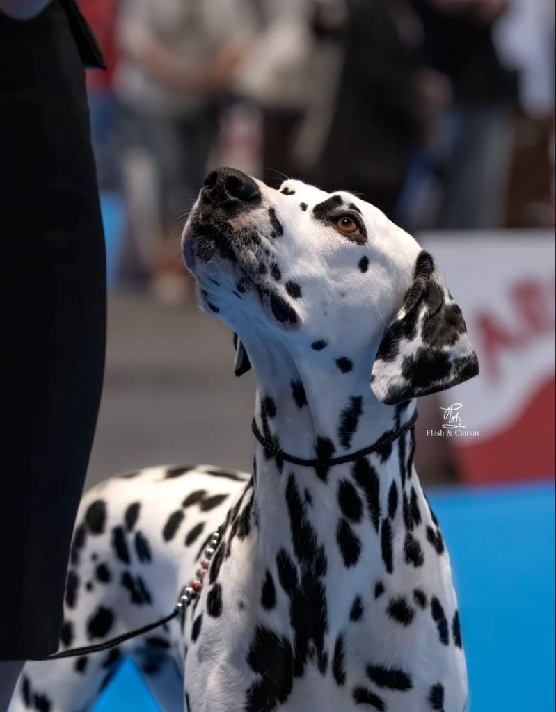 Nurthan de Dalmasiel dalmata Campeona de España