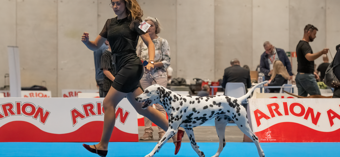Campeona de España Nurthan de Dalmasiel