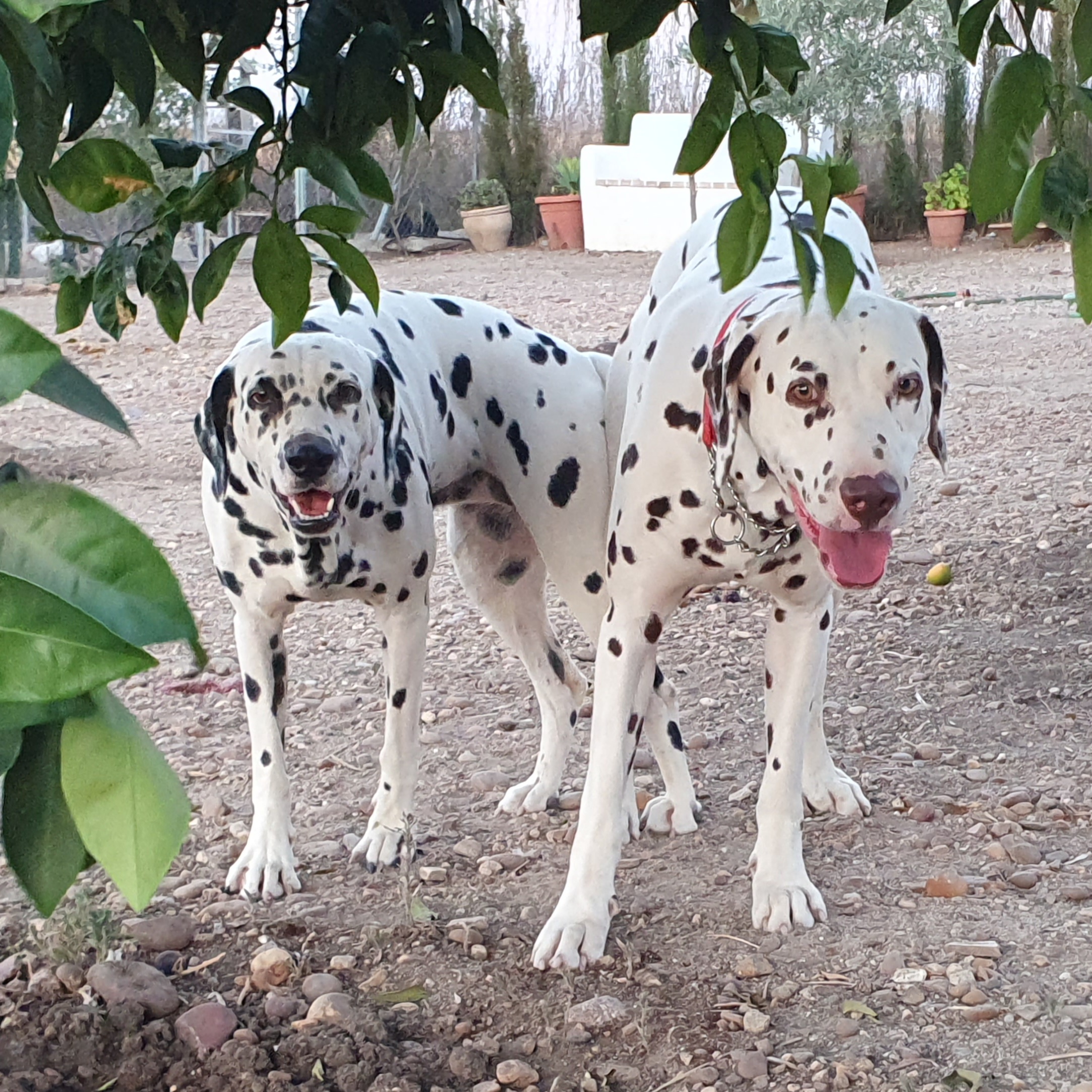 Camada Fantasía Flamenco de Lunares dálmatas
