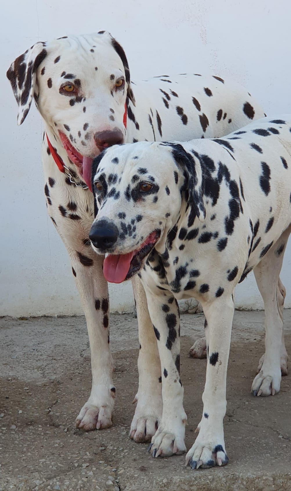 Selim de Dalmasiel y dama, próxima camada dalmatas