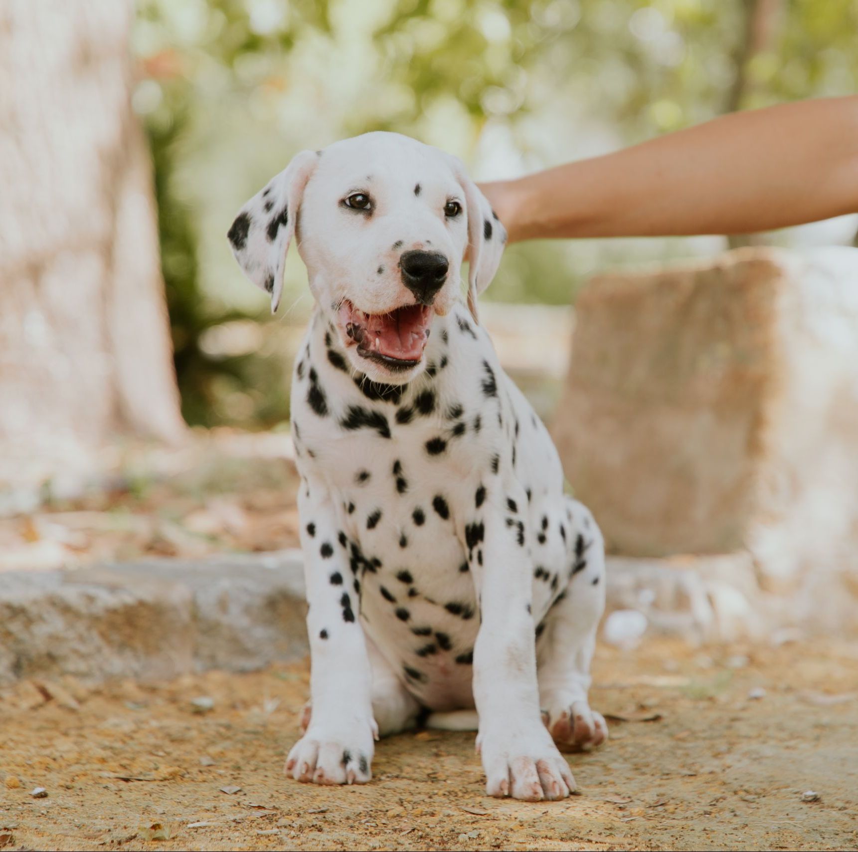 cachorro dálmata Okana Flamenco de Lunares