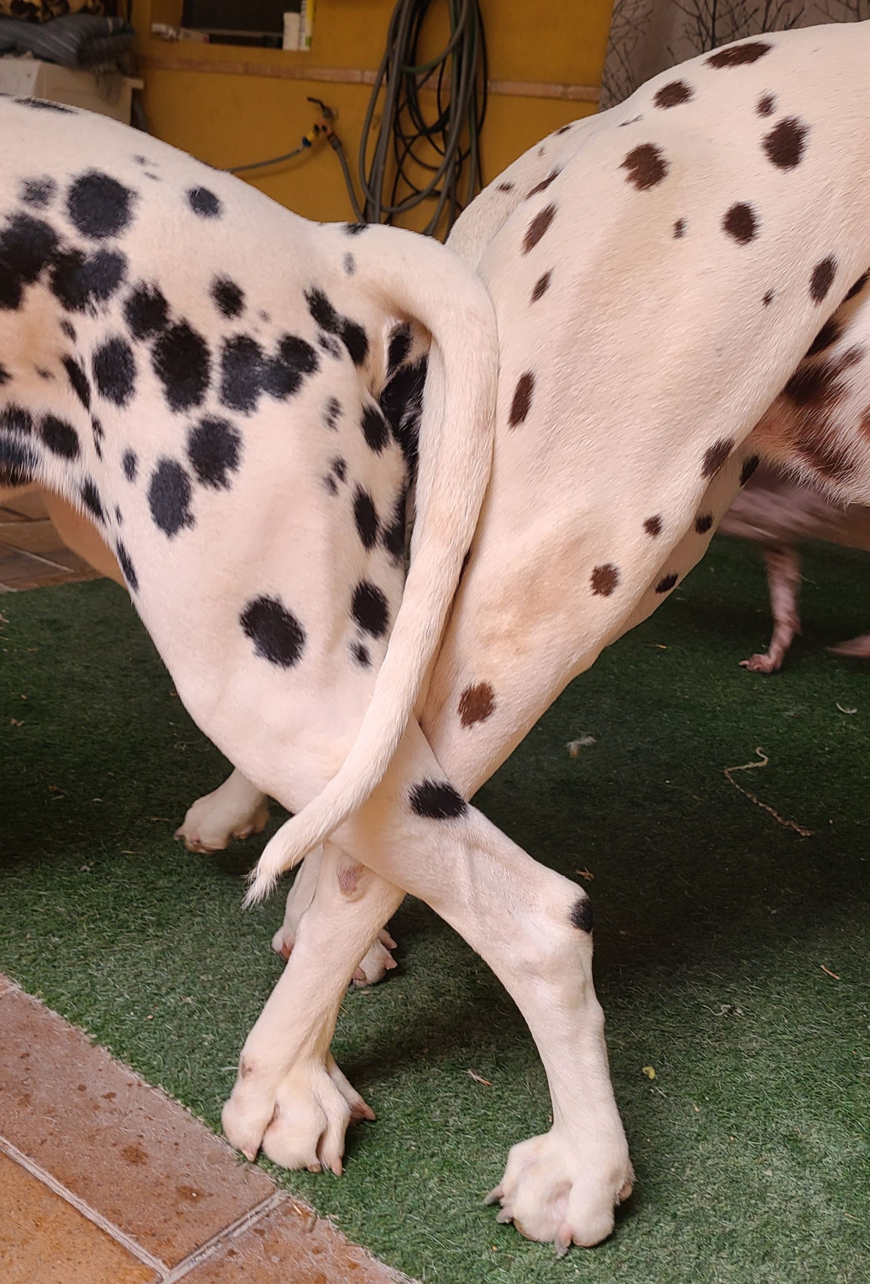 camada Toy Story Flamenco de Lunares dálmatas